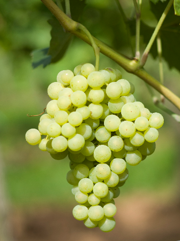中国主要酿酒葡萄品种大盘点